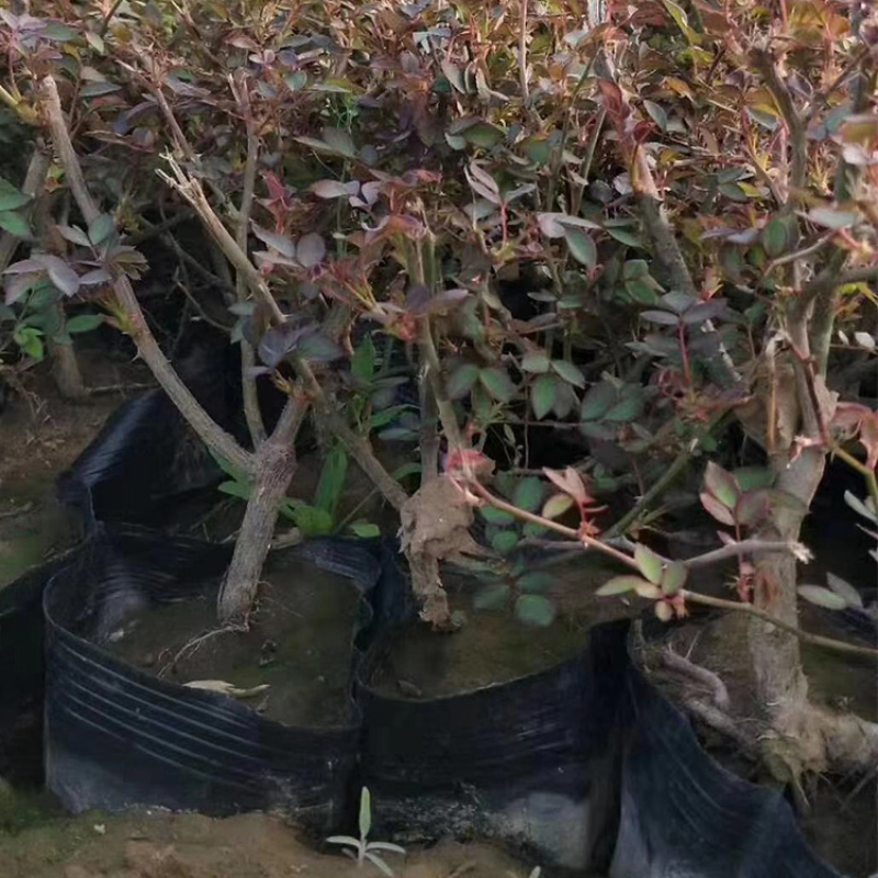 红帽月季