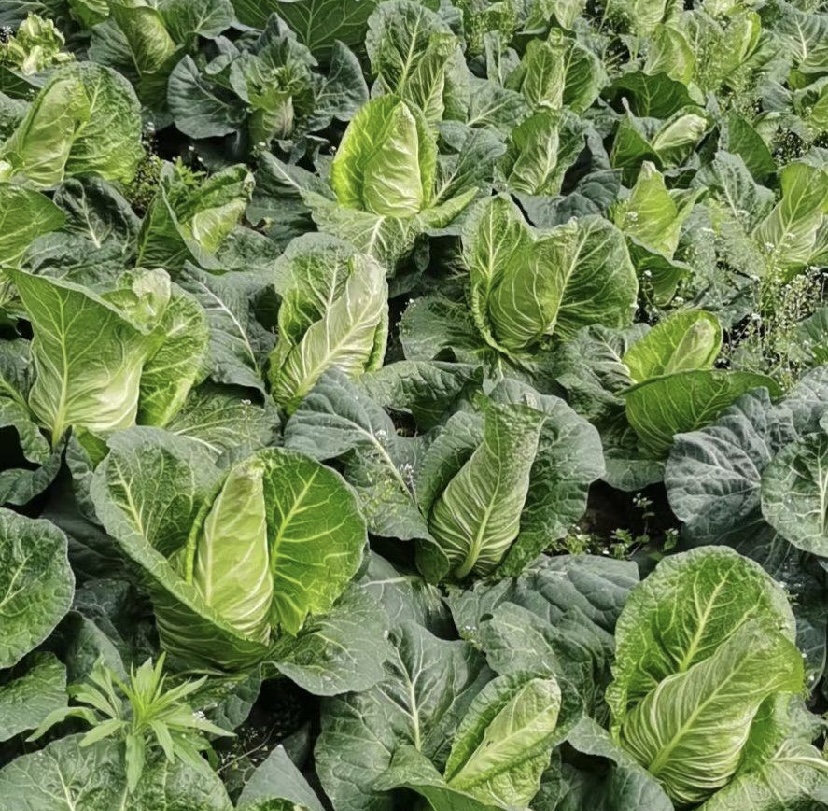 牛心包菜整体外观图