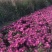 荷兰菊