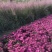 荷兰菊