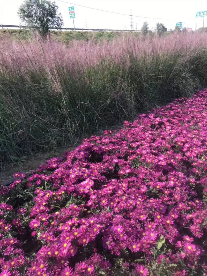 荷兰菊