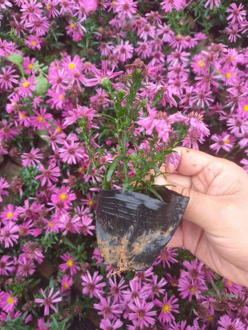 荷兰菊