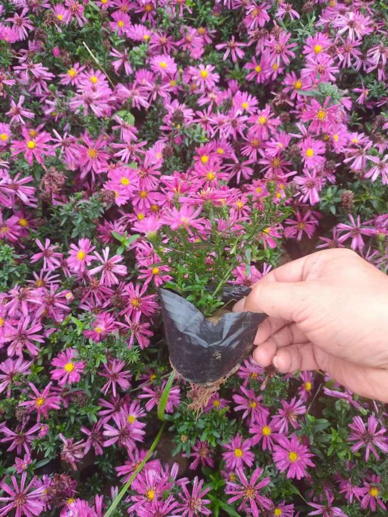 荷兰菊
