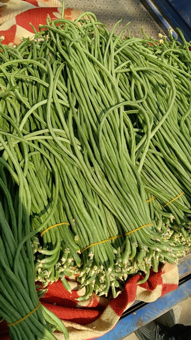 精品长豆角，河北邯郸产地直发！青条豆角量大从优价格美丽