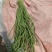 精品长豆角，河北邯郸产地直发！青条豆角量大从优价格美丽