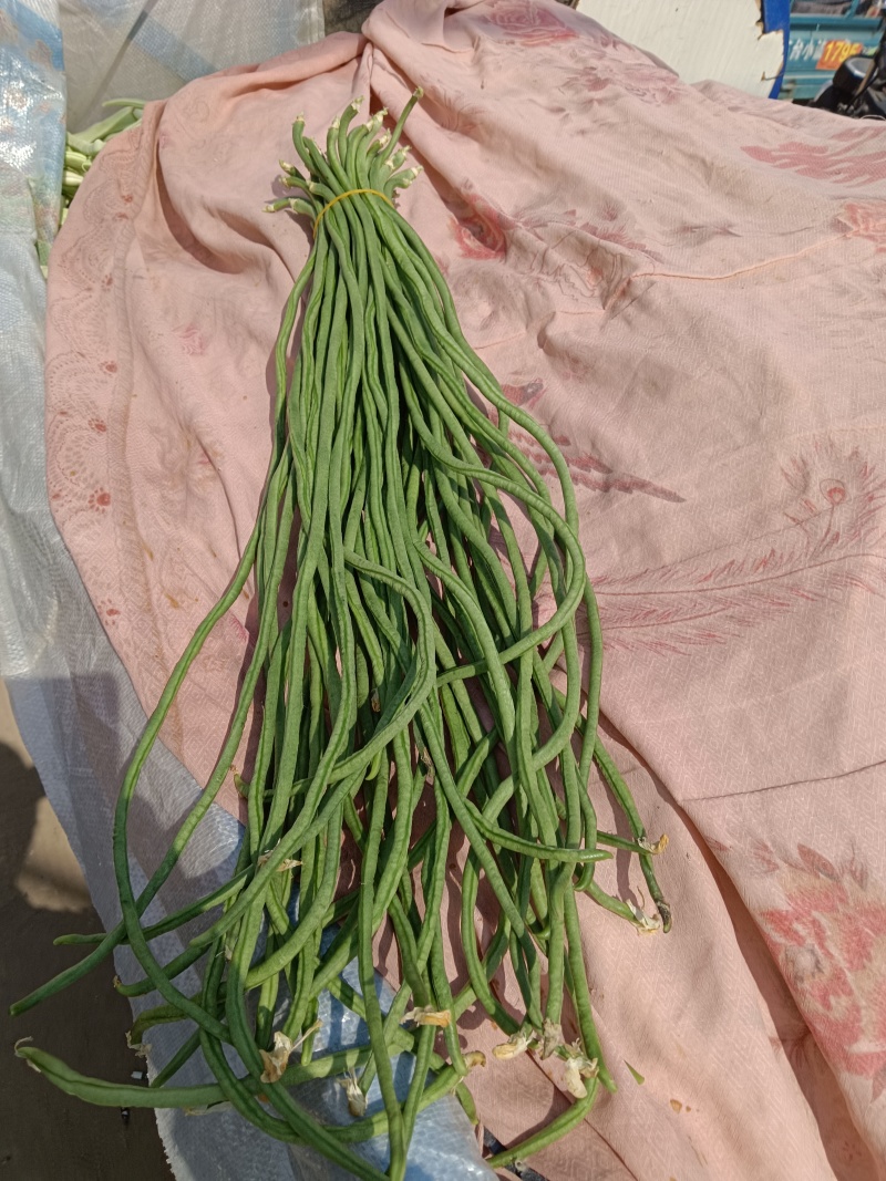 精品长豆角，河北邯郸产地直发！青条豆角量大从优价格美丽