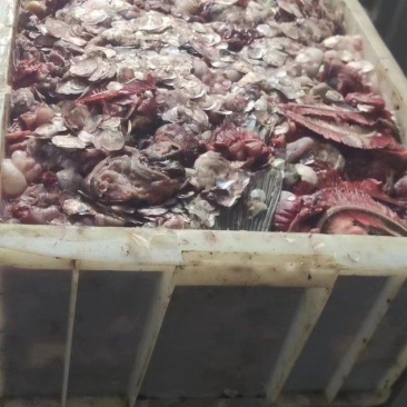 鱼下脚料