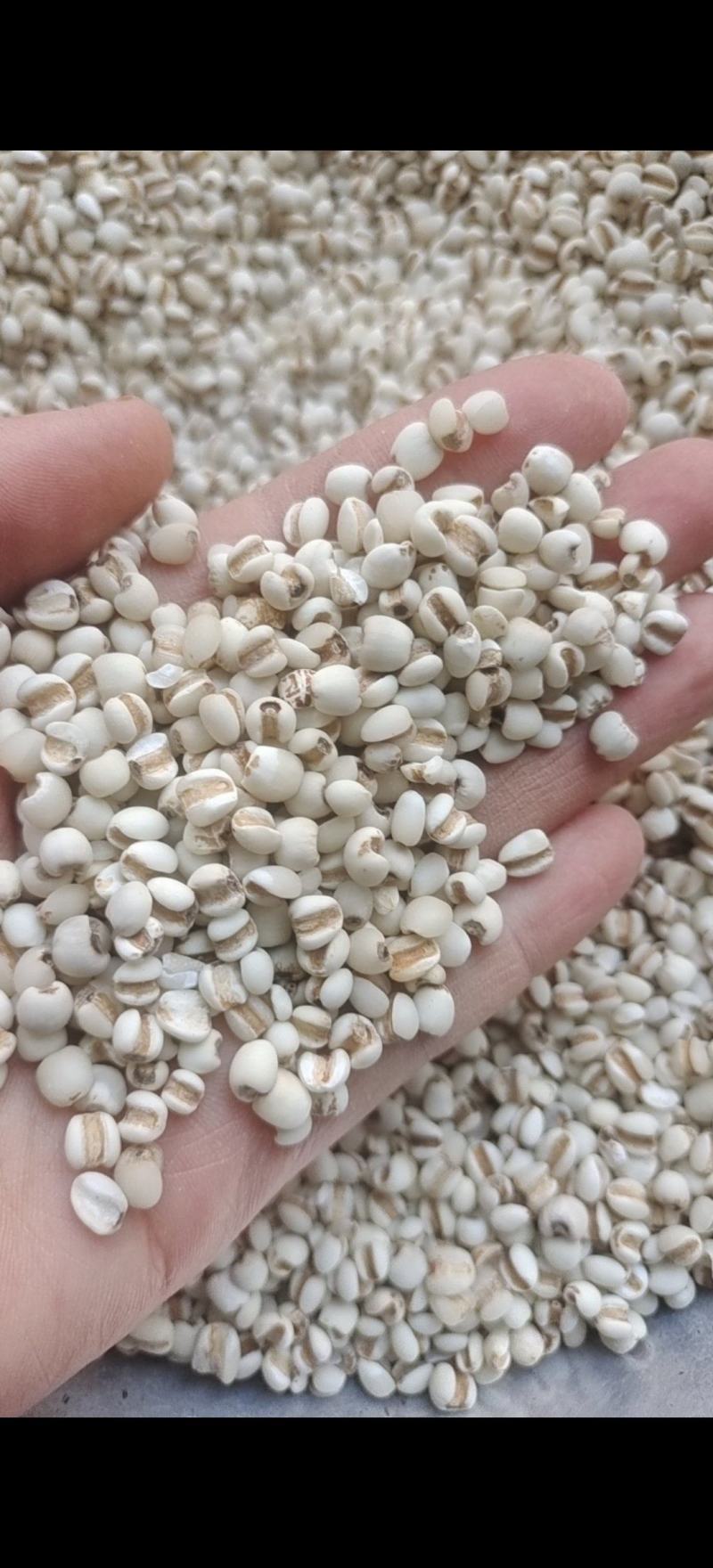 薏米仁玉米小薏米仁新货产地贵州省
