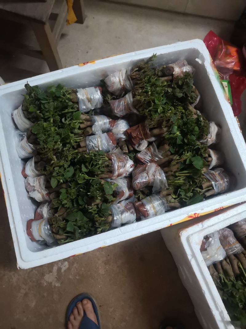 无渣粉葛苗带芽苗带芽苗葛根种苗绿化苗免育苗
