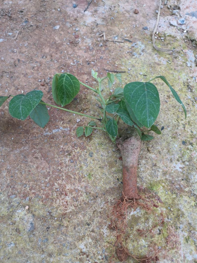 无渣粉葛苗带芽苗带芽苗葛根种苗绿化苗免育苗