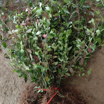 小叶扶芳藤批发基地，拓农园林小叶扶芳藤价格低，货源充足