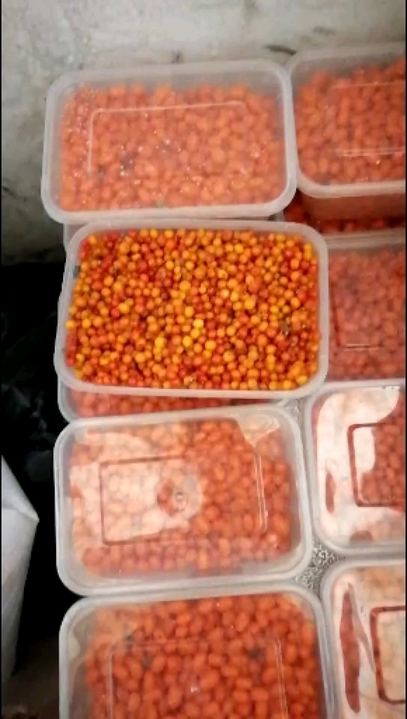推荐沙棘果产地直发品质保证欢迎仔细常年供货