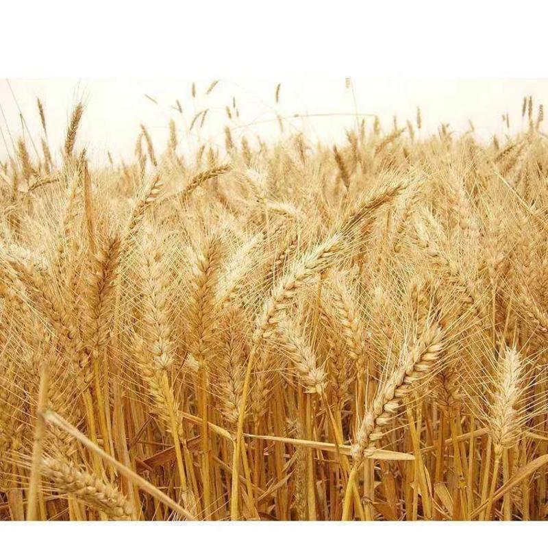 精品小麦精挑细选发芽率高当年新麦大量供应
