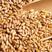精品小麦精挑细选发芽率高当年新麦大量供应