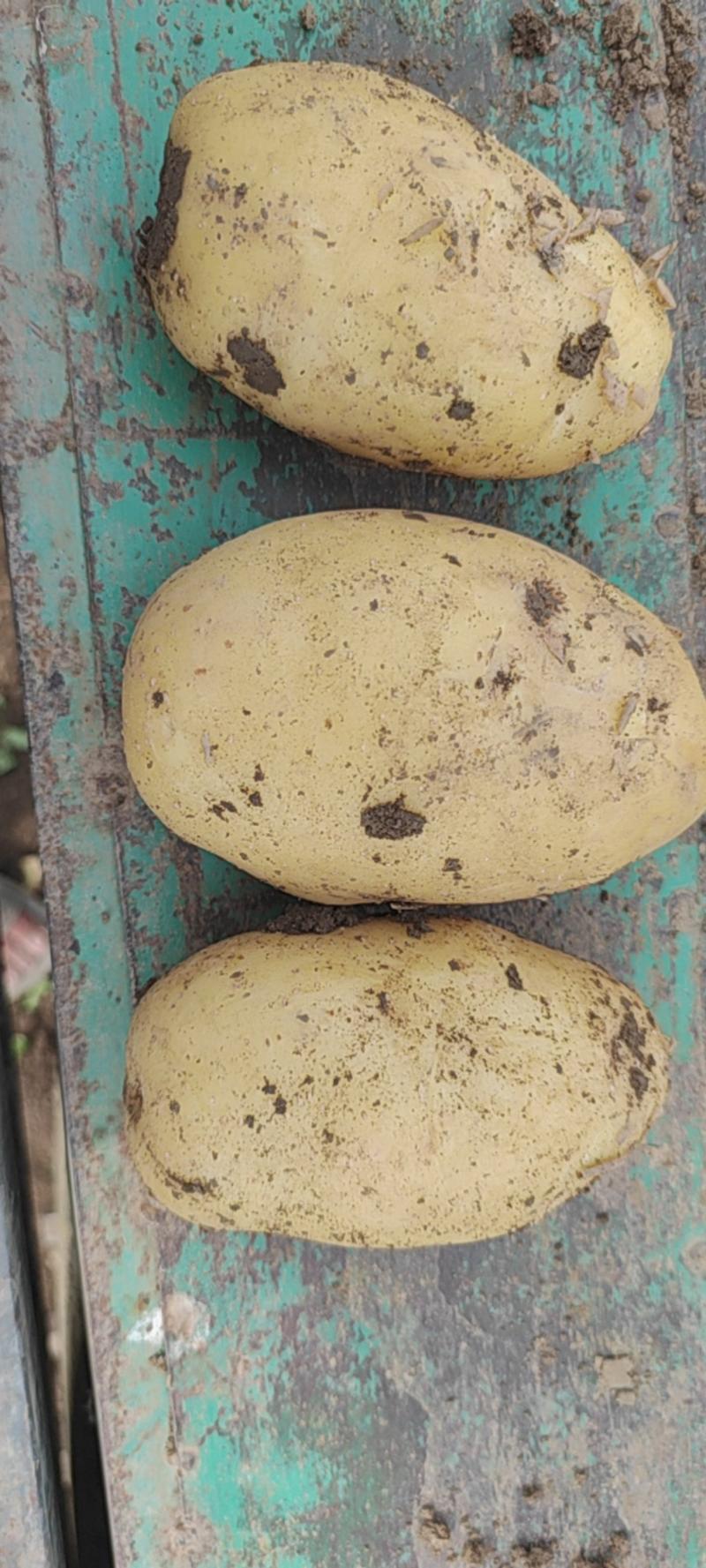 【好货】河南南阳精品黄心土豆，中薯五号，产区直发全国