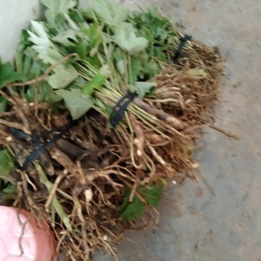 通草苗