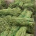本地长豆角大量上市新鲜现摘翠绿无筋基地直供量大价优
