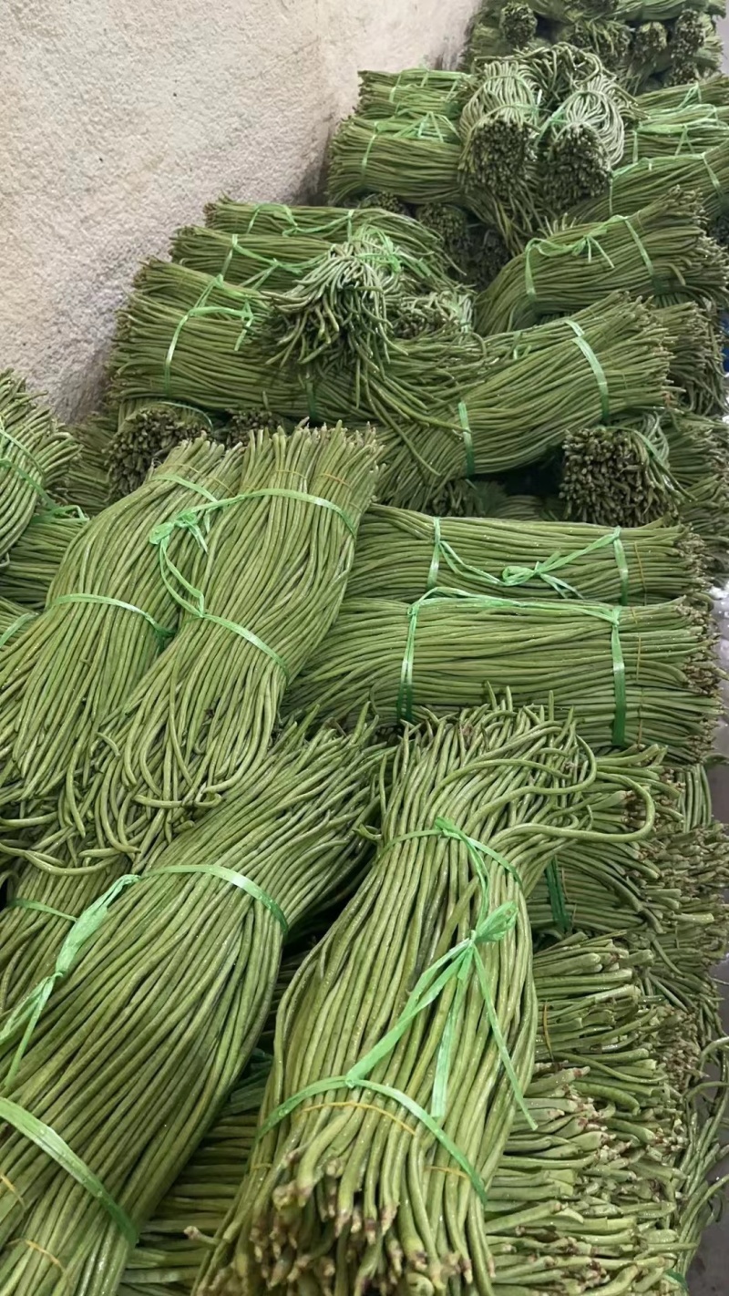 本地长豆角大量上市新鲜现摘翠绿无筋基地直供量大价优