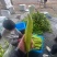 【推荐】山东黄皮辣椒尖椒基地直供一条龙服务欢迎来电咨询