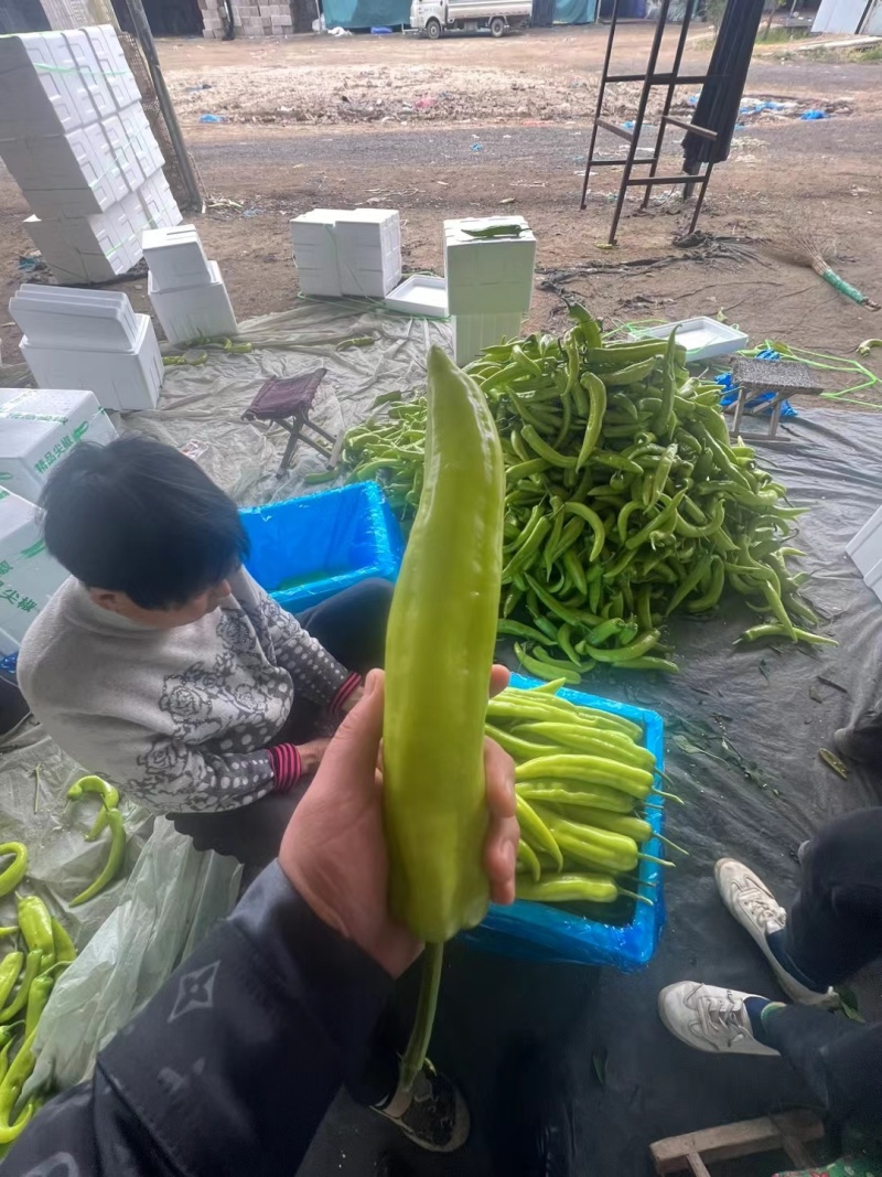 【推荐】山东黄皮辣椒尖椒基地直供一条龙服务欢迎来电咨询