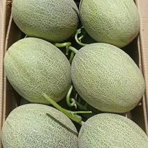新疆吐鲁番哈密瓜