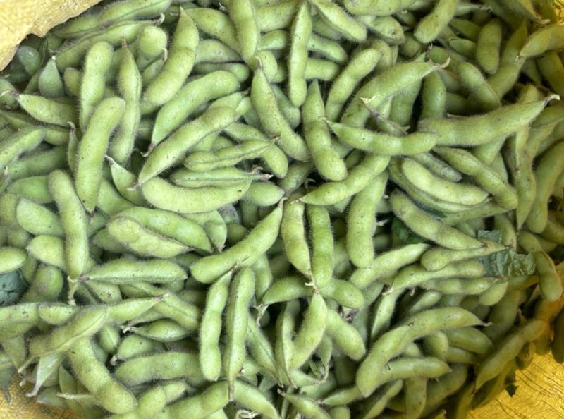 绿宝石毛豆大量上市了，质量有保证价格实惠，欢迎老板采购