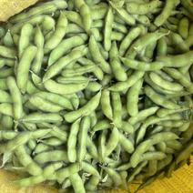 绿宝石毛豆大量上市了，质量有保证价格实惠，欢迎老板采购