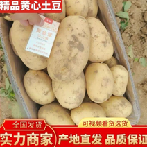 河南精品土豆，产地直供，量大，供市场电商，诚信经营
