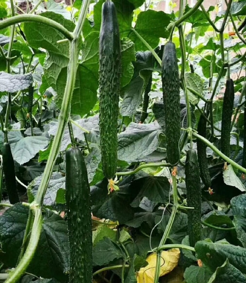 [河南精品黄瓜]产地直发，保证质量，脆甜可口，欢迎采购