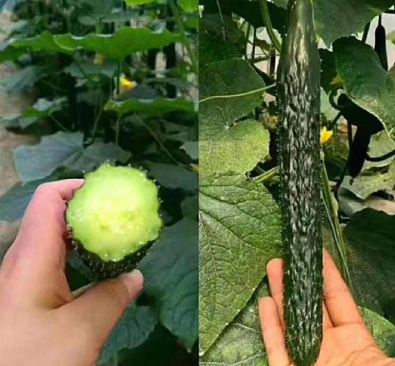 [河南精品黄瓜]产地直发，保证质量，脆甜可口，欢迎采购