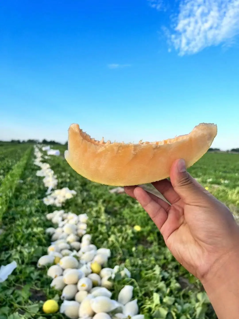 新疆晓蜜25哈密瓜，千亩基地直发，个大甜度高，视频看货