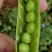 青豌豆，豌豆，镰刀湾，