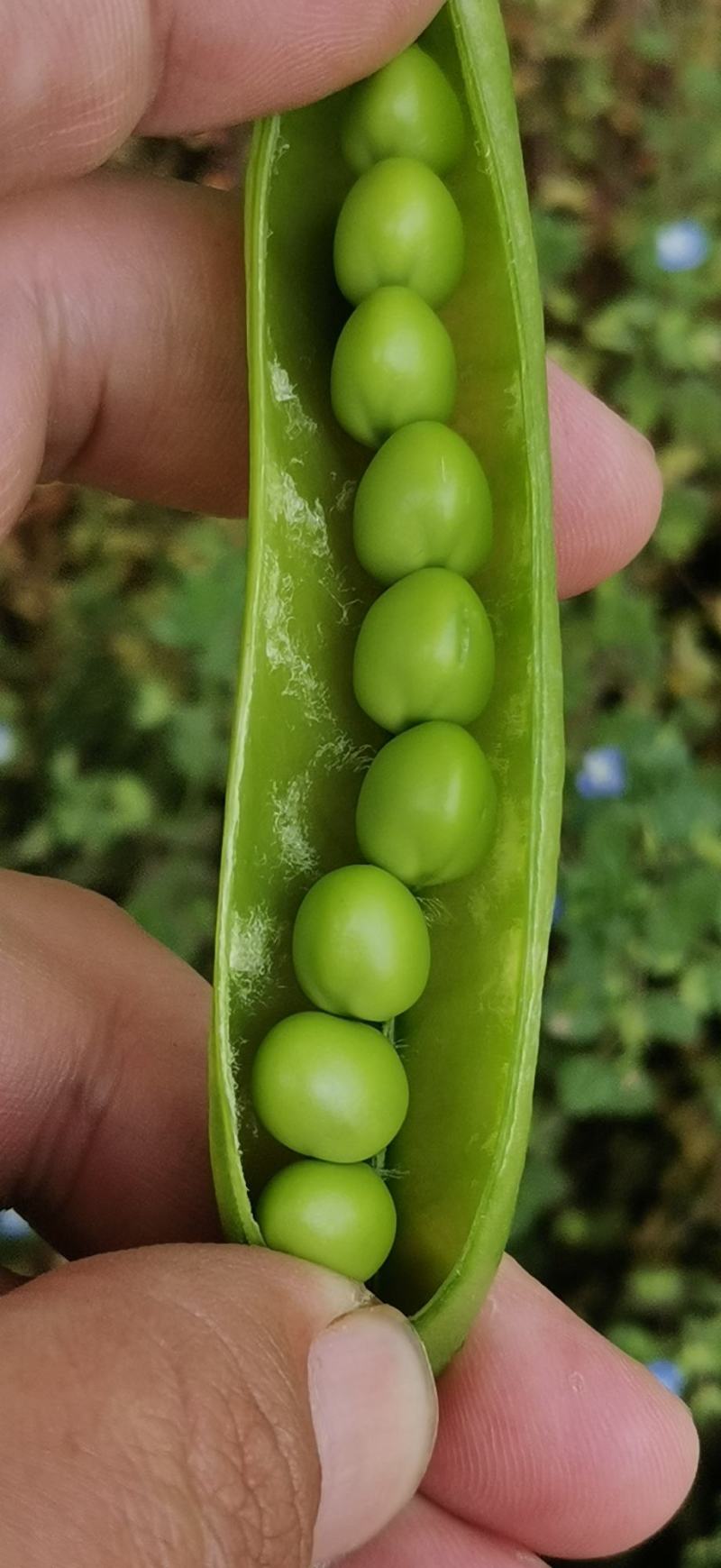 青豌豆，豌豆，镰刀湾，
