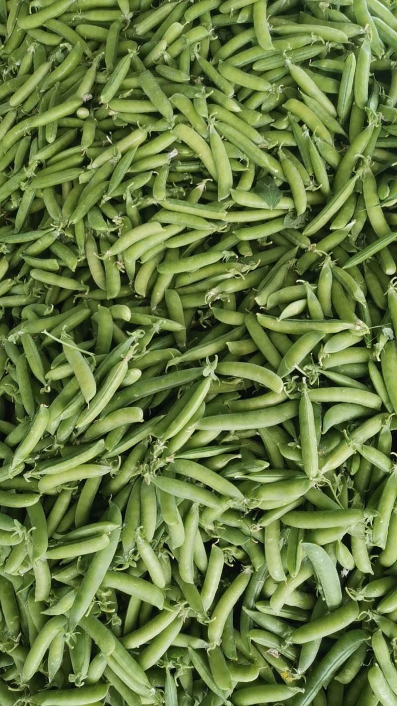 青豌豆，豌豆，镰刀湾，