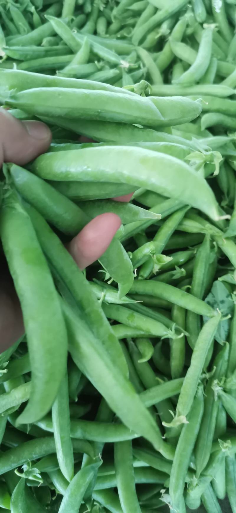 青豌豆，豌豆，镰刀湾，