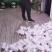 青豌豆，豌豆，镰刀湾，