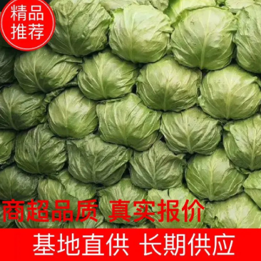 河南精品甘蓝，产地直发，供市场，电商，欢迎采购