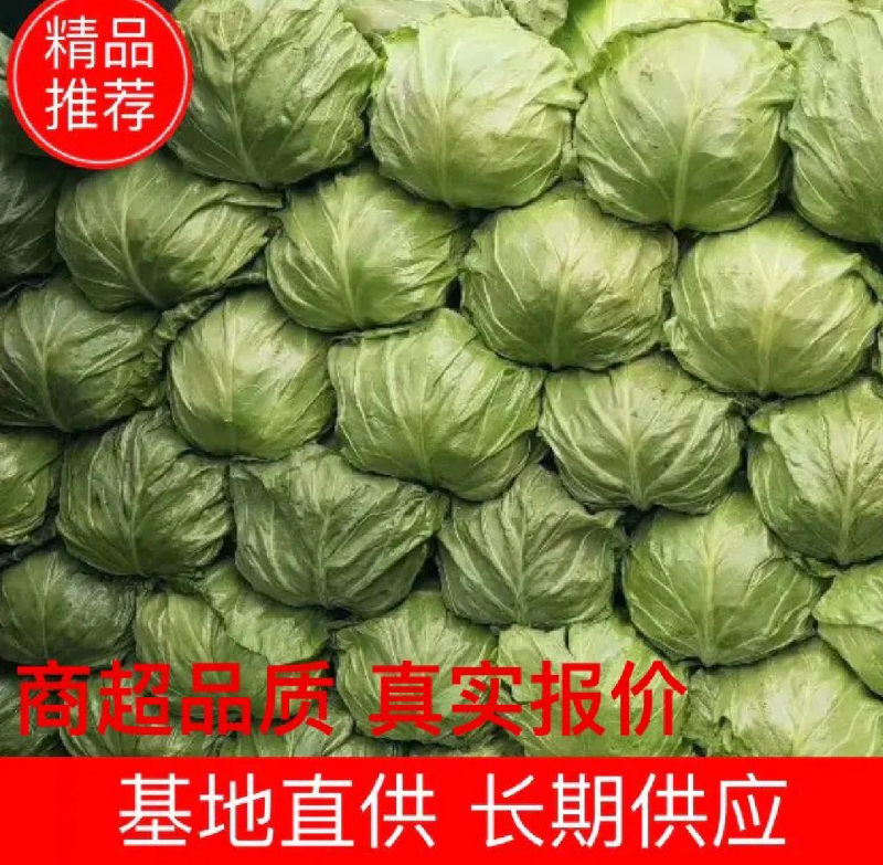 河南精品甘蓝，产地直发，供市场，电商，欢迎采购