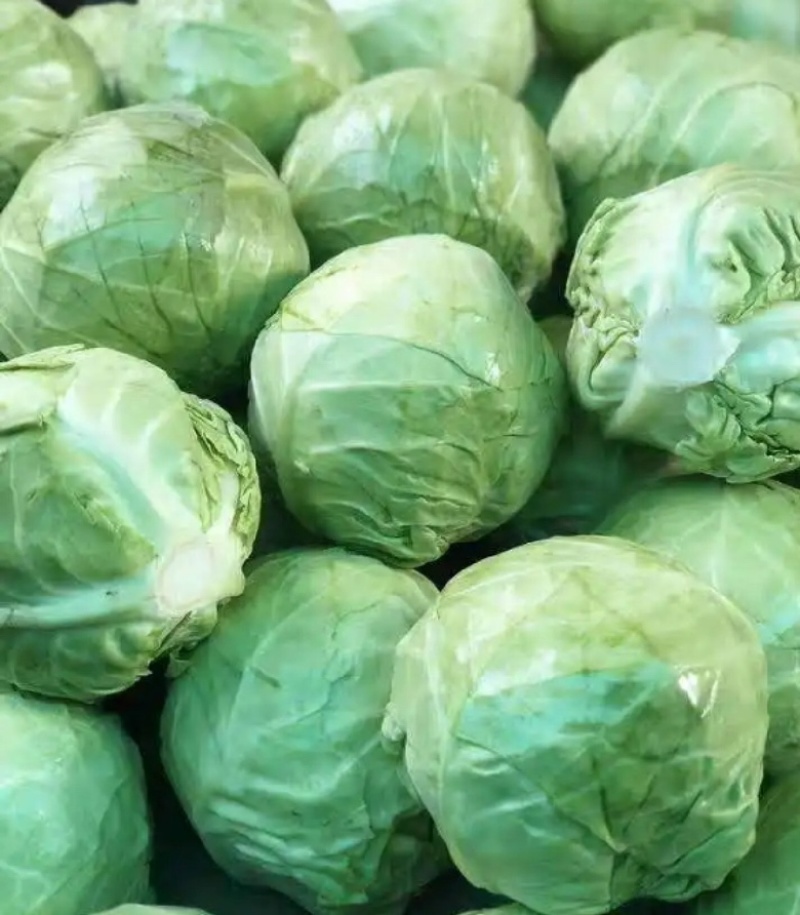 河南精品甘蓝，产地直发，供市场，电商，欢迎采购