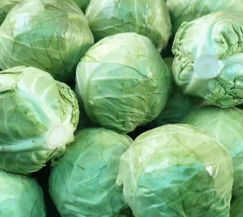 河南精品甘蓝，产地直发，供市场，电商，欢迎采购