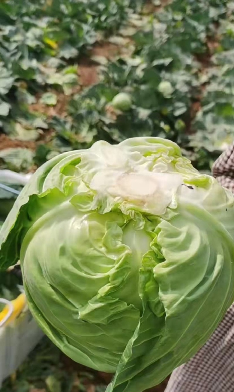 河南精品甘蓝，产地直发，供市场，电商，欢迎采购
