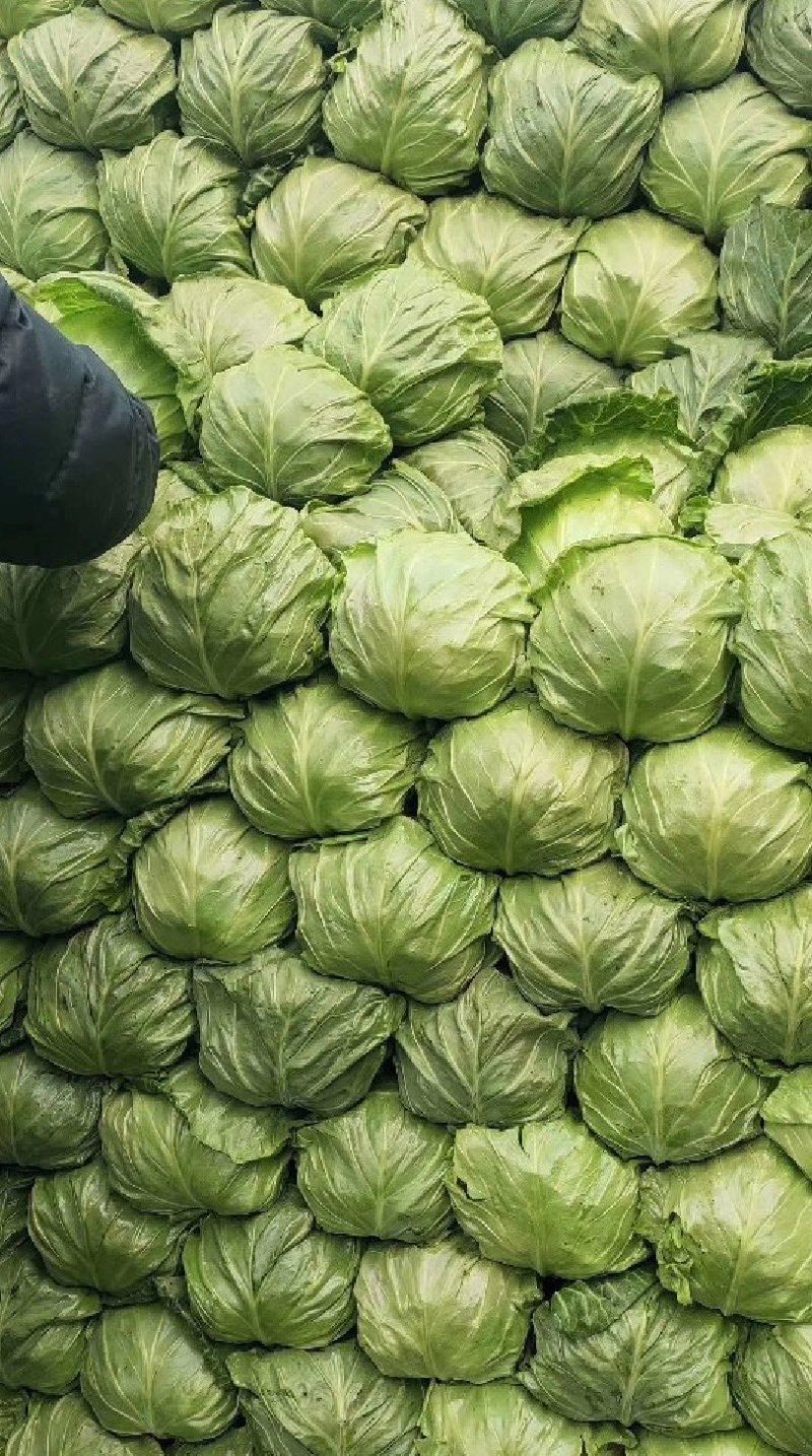 河南精品甘蓝，产地直发，供市场，电商，欢迎采购