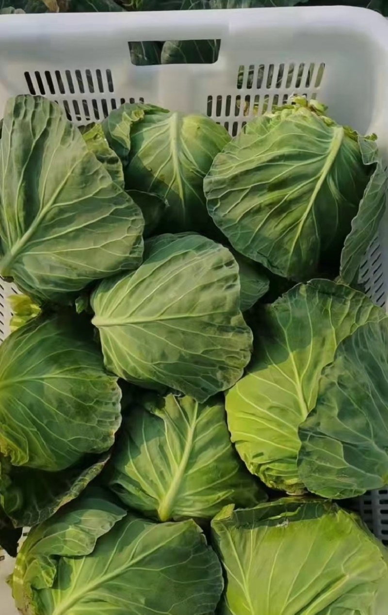 河南精品甘蓝，产地直发，供市场，电商，欢迎采购