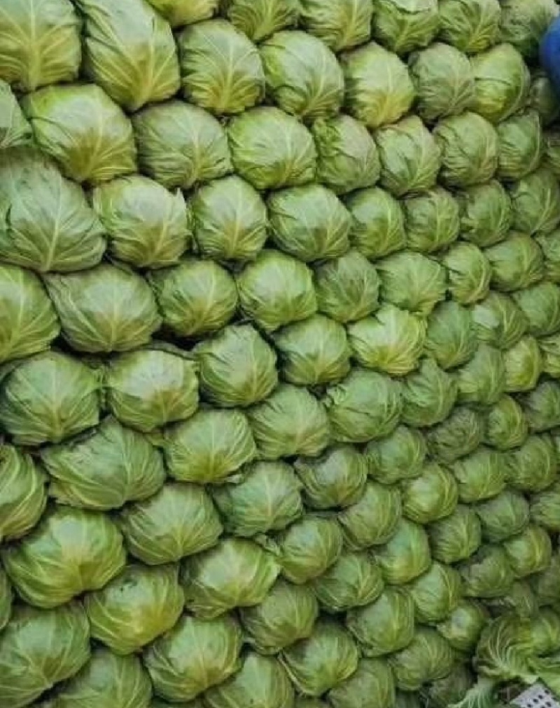 河南精品甘蓝，产地直发，供市场，电商，欢迎采购