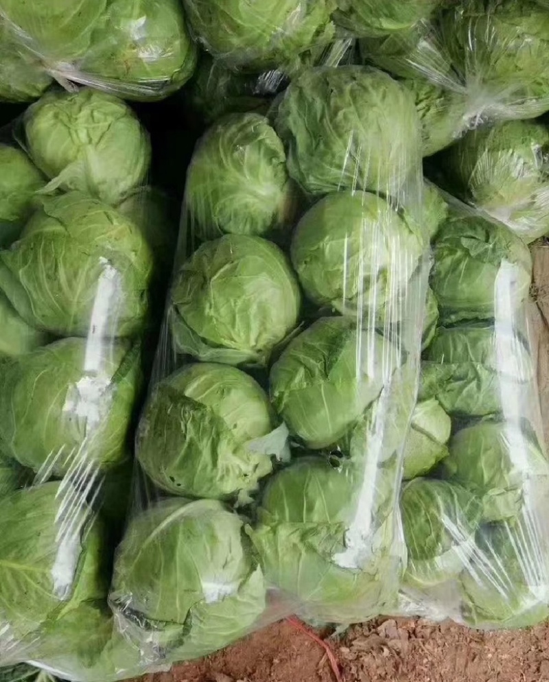 河南精品甘蓝，产地直发，供市场，电商，欢迎采购