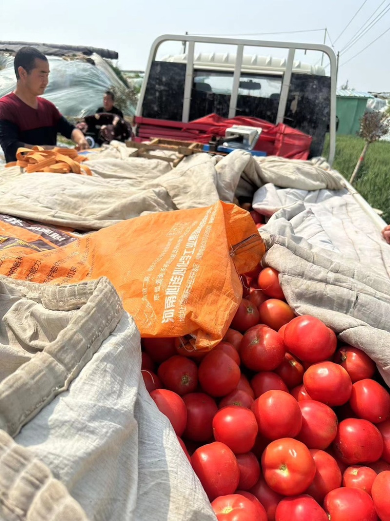 河南西红柿精品番茄基地直发，硬粉西红柿，弧3起步无空心