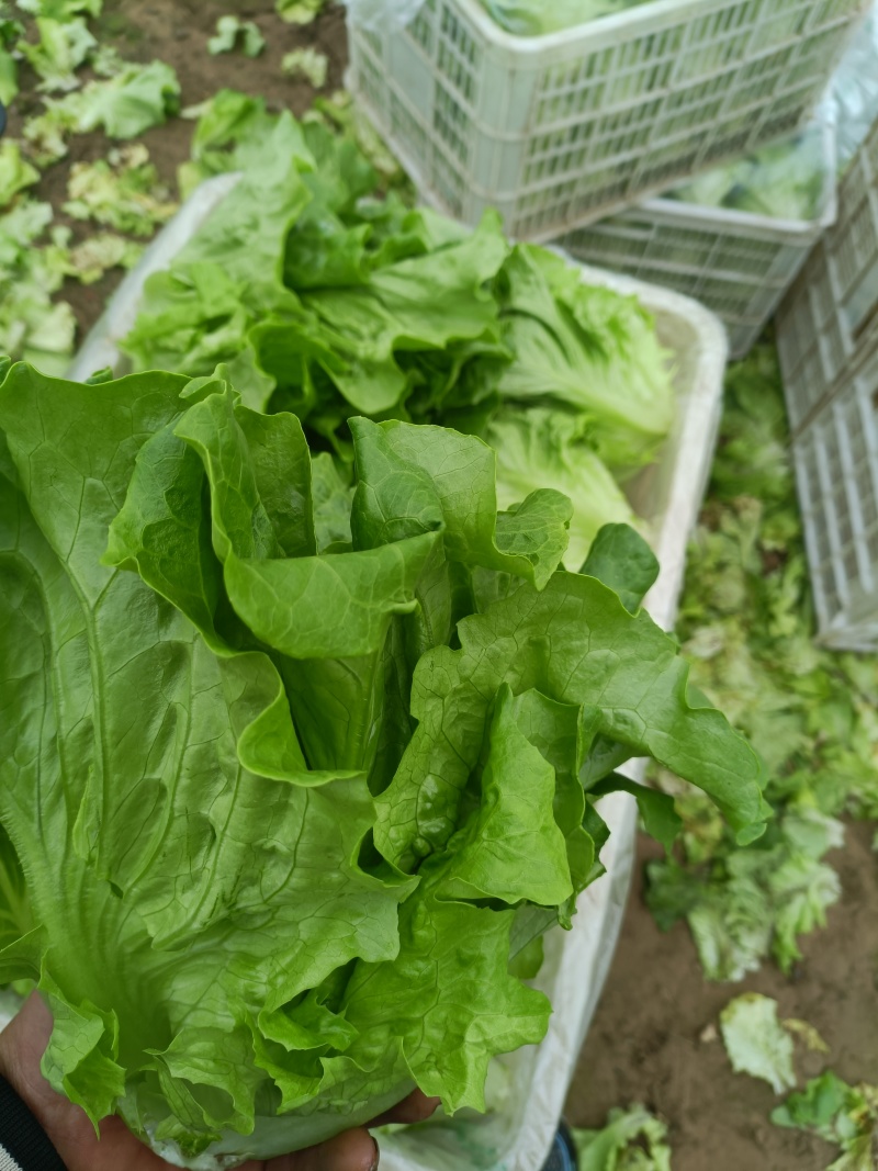 意大利生菜基地直发供应各大商超平台市场质量好