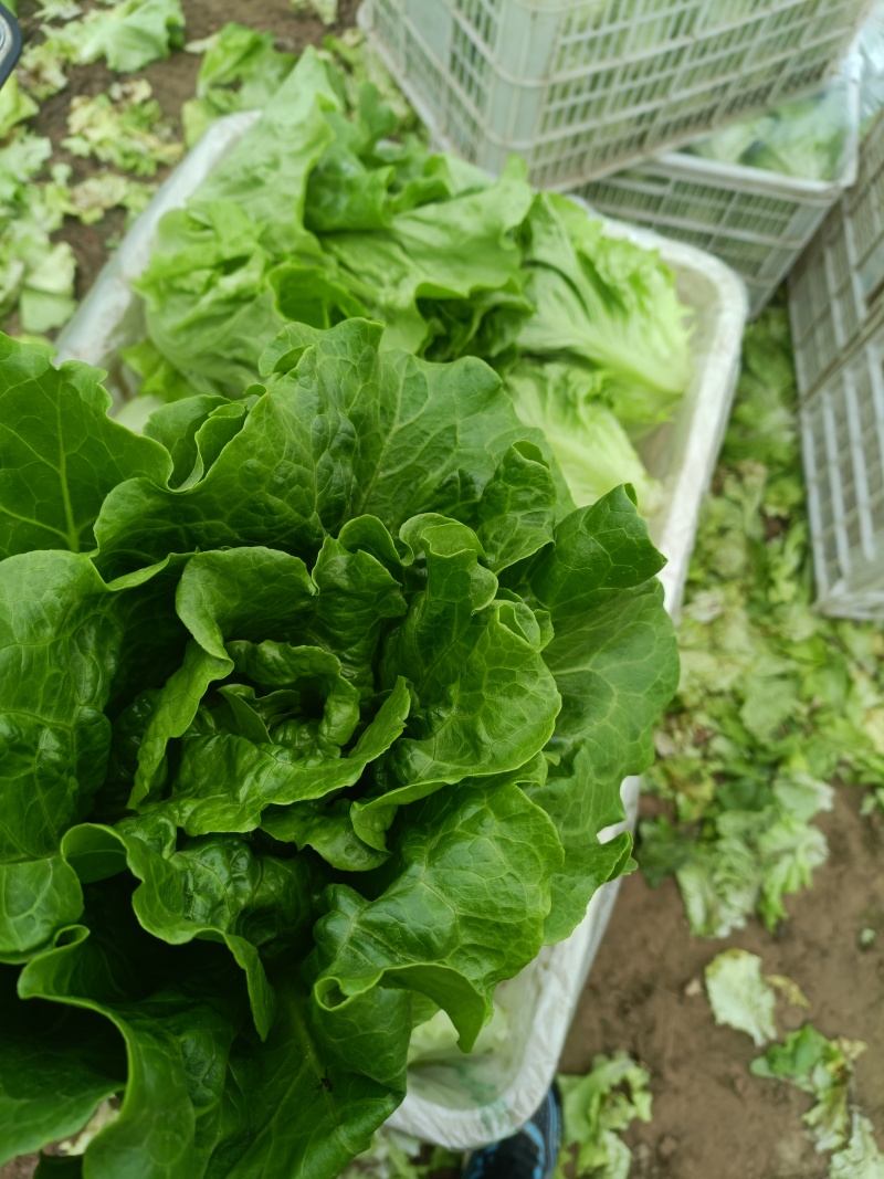 意大利生菜基地直发供应各大商超平台市场质量好
