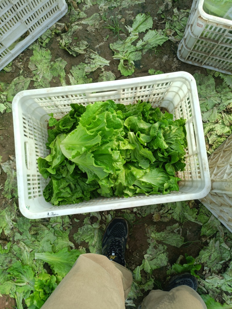 意大利生菜基地直发供应各大商超平台市场质量好