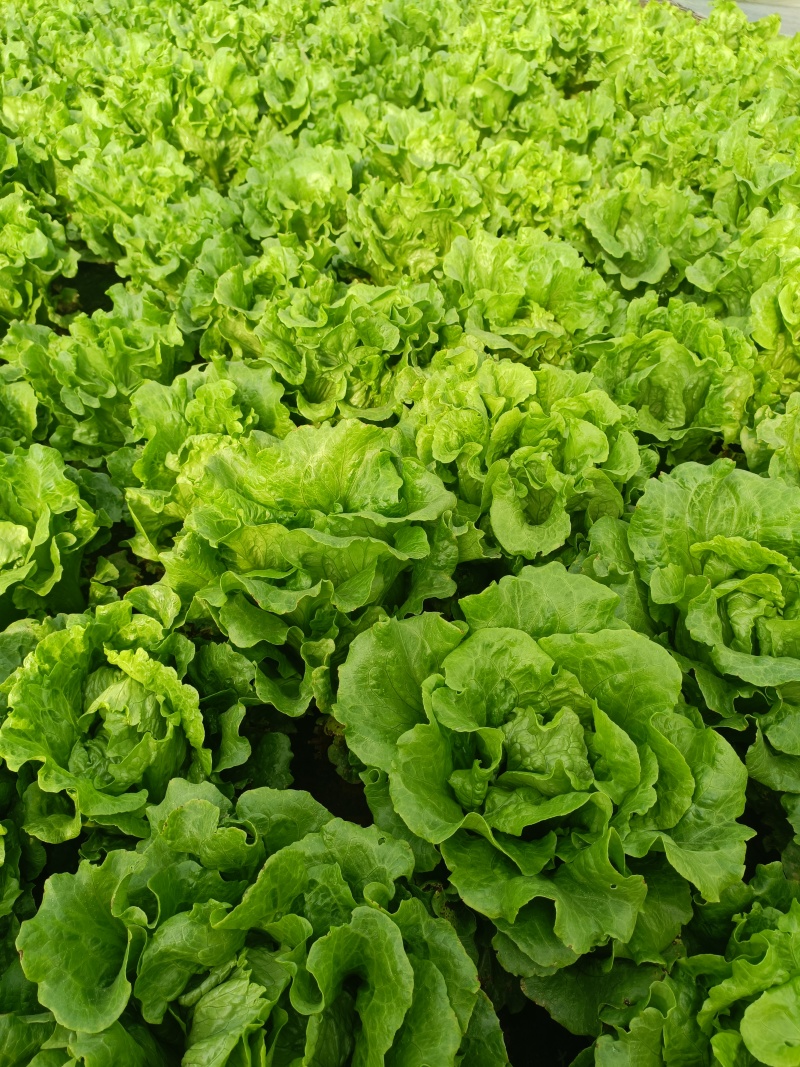 意大利生菜基地直发供应各大商超平台市场质量好